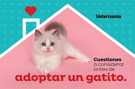 gatos gratis valencia|Gatos en adopción en Valencia